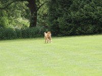 Bendix und das Boxband (34)